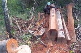 Thừa Thiên-Huế bắt 2 vụ vận chuyển gỗ lậu không rõ nguồn gốc